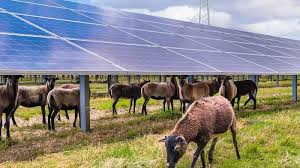 Agrivoltaïsme